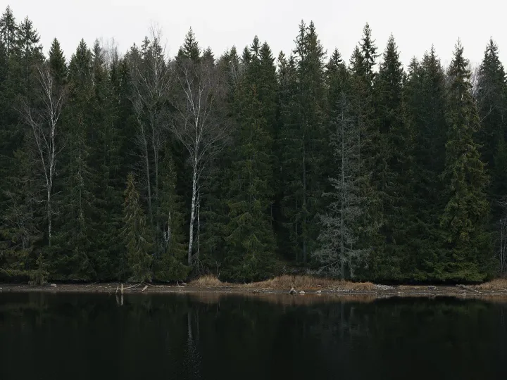Granskog vid en stilla sjö